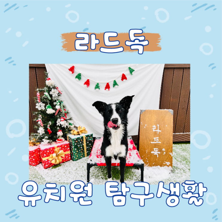 애견유치원:) 라드독