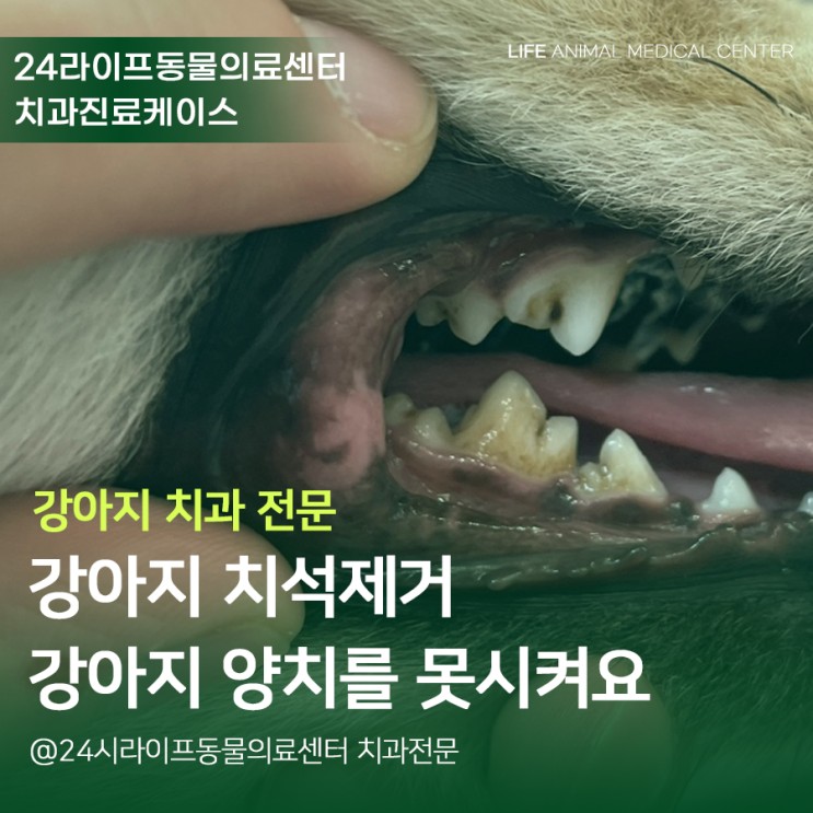 [대구강아지스케일링 / 24시라이프동물의료센터] 강아지 치석제거 : 강아지 양치를 못시켜요!