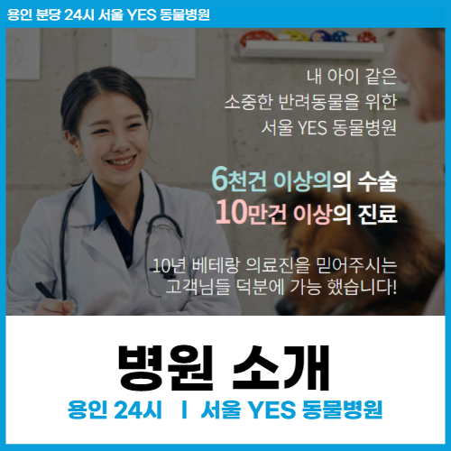  평택에서도 찾아오는, 용인 24시 서울 예스 동물 병원 안내(후기 포함)