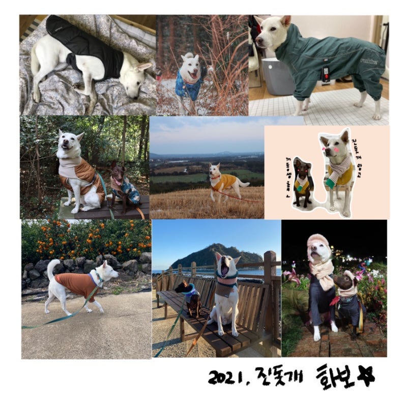 진돗개 옷 모아보기 : 러프웨어, 뮤니쿤트, 스니프, 루카펫, 어썸키즈 까지 예쁜 옷은 다입혀 ....