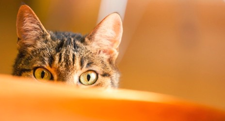 고양이 귀에 숨겨진 5가지 비밀