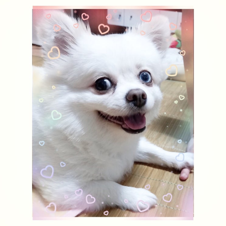  강아지가 먹으면 안되는 과일 강아지가 먹으면 안되는 음식 댕댕이 금지 음식