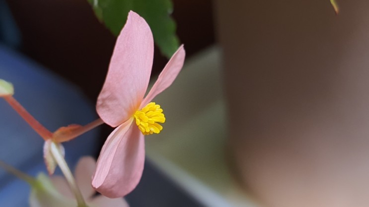 홈가드닝 꽃 베고니아 번식 수분으로 씨앗얻을 수 있을까 How To Hand-Pollinate begonia flower (feat 꽃구분 암꽃 수꽃 암술 수술)