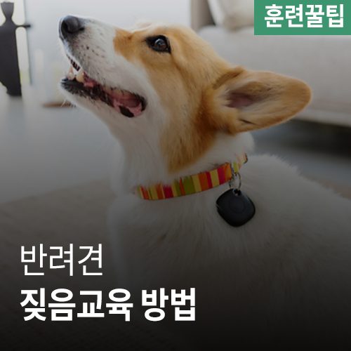 [애견 꿀팁] 짖음 교육