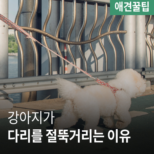  [애견꿀팁] 강아지가 다리를 절뚝거리는 이유