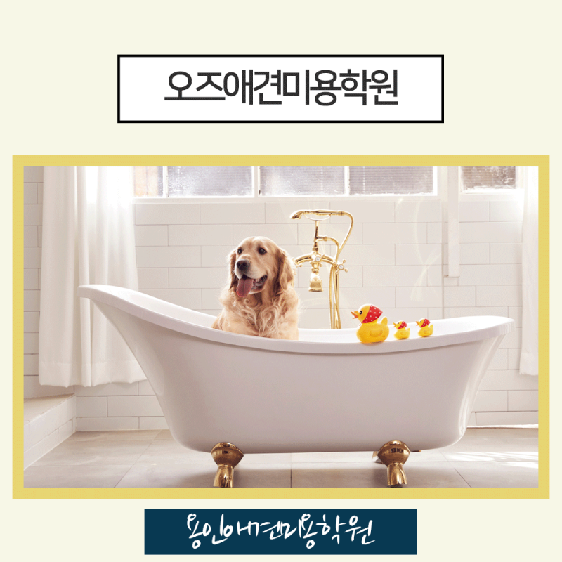 용인애견미용학원의 창업지원을 받으며 애견미용사 자격증을 취득할 수 있었습니다.