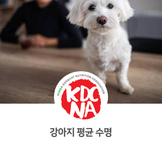 반려동물 강아지 고양이 평균 수명을 알아봐요_961 [한국반려동물영양협회/펫영양사/강아지자격증/펫푸드자격증/애견수제간식/강아지간식만들기/광주/광양/순천/함평/나주/여수]
