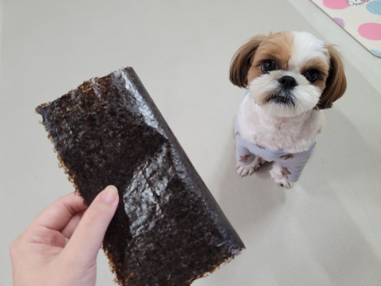  강아지 김 먹어도 되나요? 주의사항 3가지