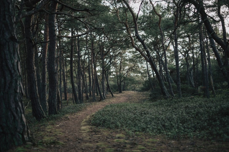 소나무류이동단속반 소나무류이동단속반