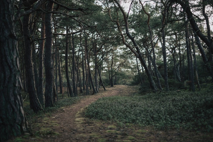 소나무류이동단속반