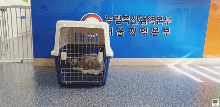  고양이미국운송 고양이뉴욕JFK카고 반려묘해외운송 반려동물출국 검역