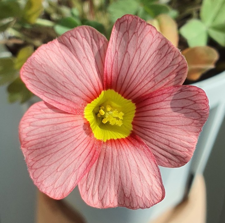  사랑초 19호 ~, Oxalis. Obtusa.Pink SP, 옵튜샤 핑크sp