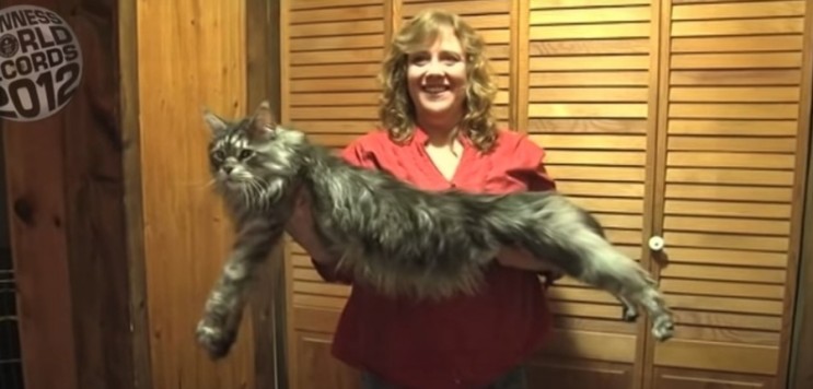 세상에서 가장 큰 고양이는? 기네스기록을 가지고 있는 고양이들