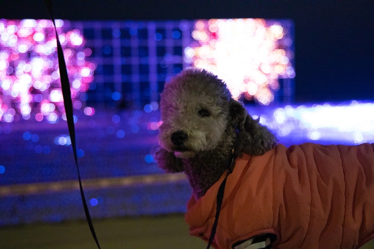 부산 강아지 산책으로 좋은 해운대에서 빛축제도 구경해요(시간정보)