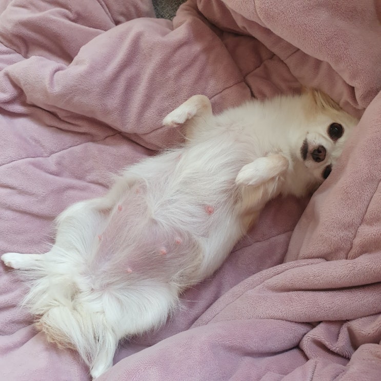  장모치와와 교배, 블랙탄 치와와 기네스한테 시집 온 뽀야