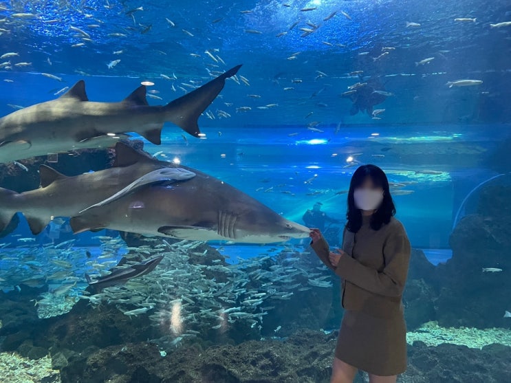  겨울 제주도 여행 2탄(한화아쿠아플라넷,산굼부리,미영이네)