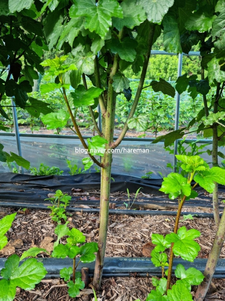  (영양농원 고도3.5)산딸기 잘 커요