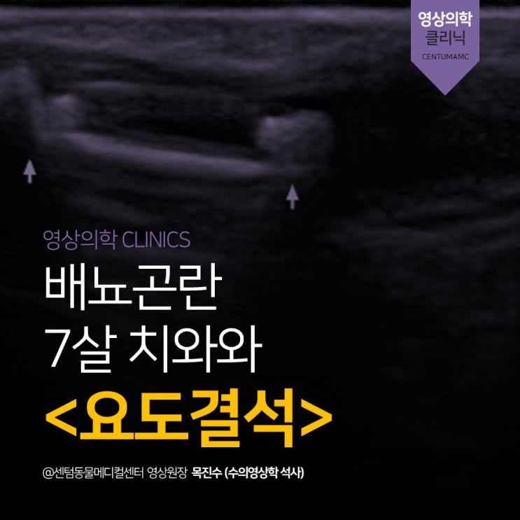  배뇨곤란 7살 치와와 <요도결석> (부산 센텀동물메디컬센터 영상의학과 동물병원)