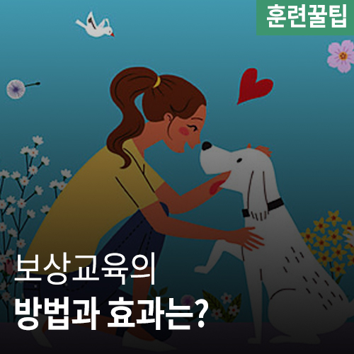  [애견꿀팁]보상 훈련의 장점