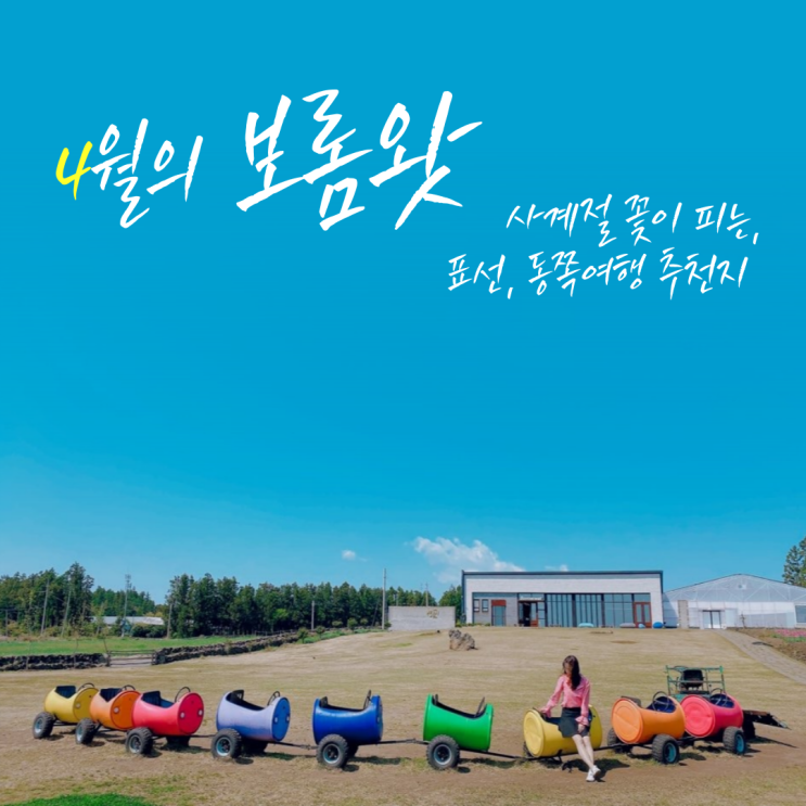  제주 서귀포시 표선면) 사계절 꽃이 피는 4월의 제주 '보롬왓'