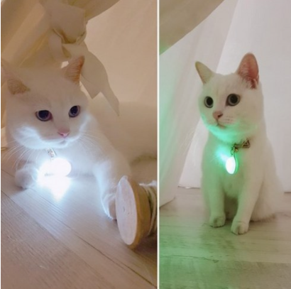 [애완동물 악세사리] 요즘 인싸템 반려동물이 있다면 무조건 사야하는 LED목줄 종류 2만원이하