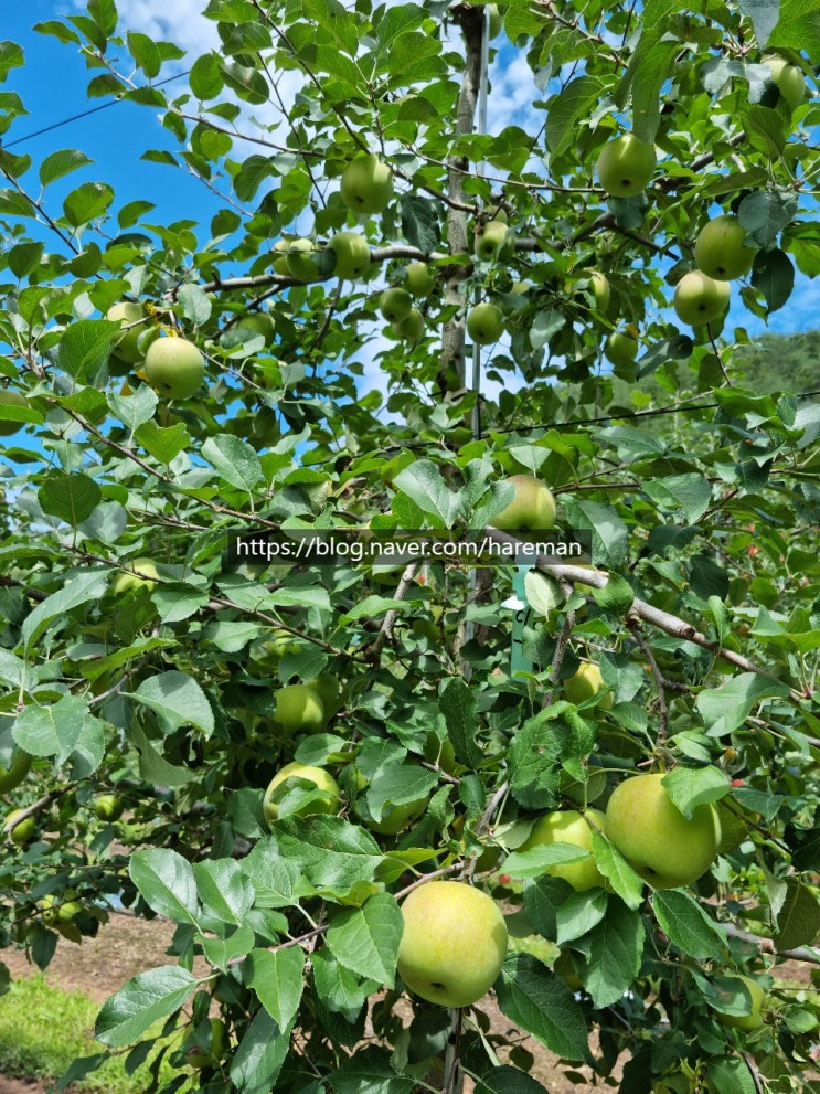 (영양농원)사과나무 생채기