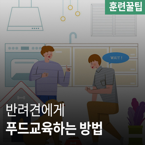  음식으로 유혹하고 보상하는 훈련기법#1