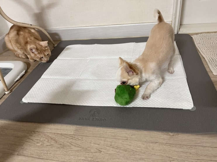  네네린도, 폭신한 쿠션감의 강아지 배변매트
