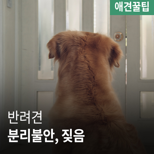 [애견꿀팁] 분리불안, 짖음