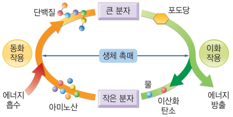 간단한 지렁이 다이어그램
