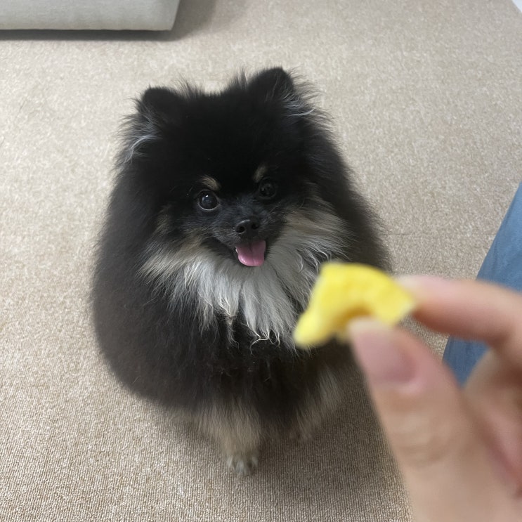  우리집 강아지 건강한 수제간식 도란도란 '야채로만든 베지칩스'