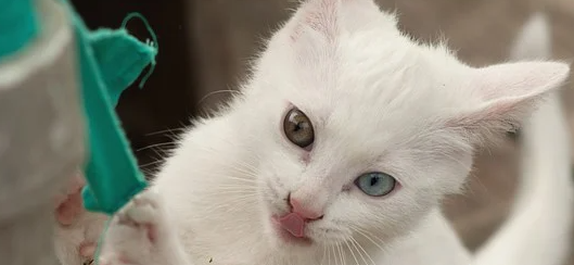 오드아이 고양이, 양쪽 눈 색깔이 다른 홍채이색증