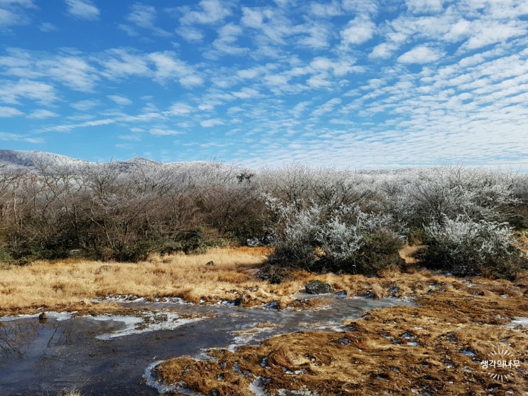  제주도 1100고지 상고대, 겨울 제주도 여행