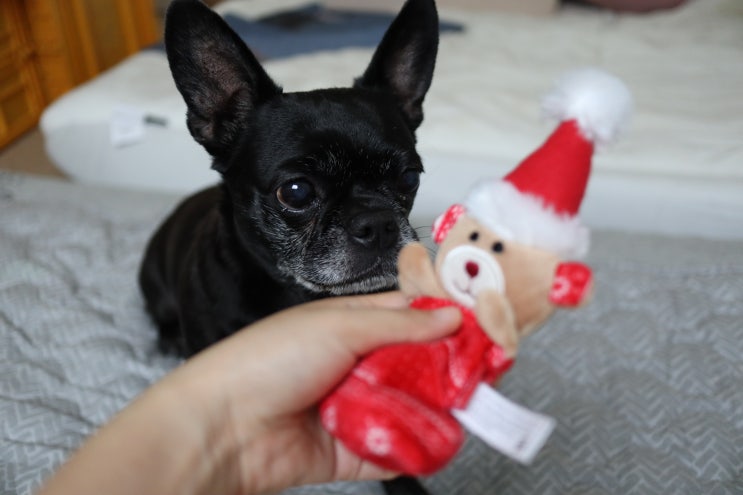 강아지 크리스마스선물은 좋아할만한 장난감으로 선택했어요