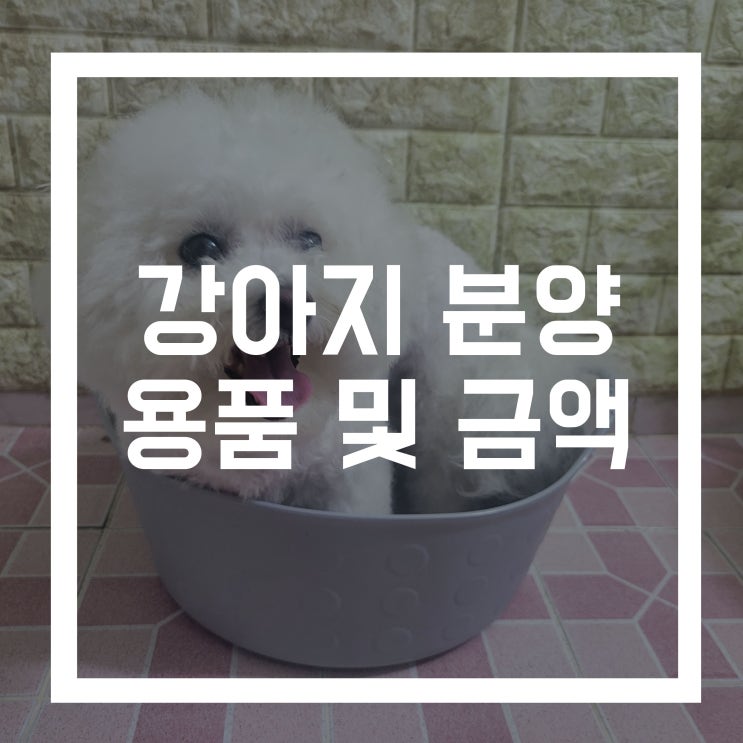  강아지 입양 분양 및 키우기 용품과 월평균 금액은?