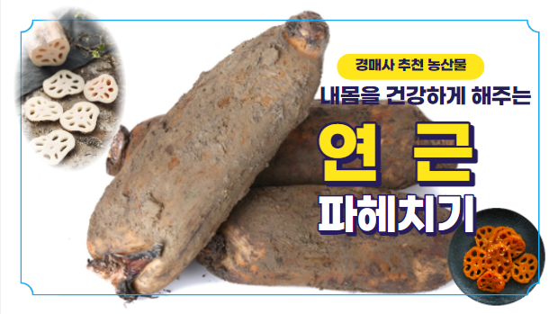  [경매사 강추 농산물] 오늘은 연근 한번 먹어봅시다!