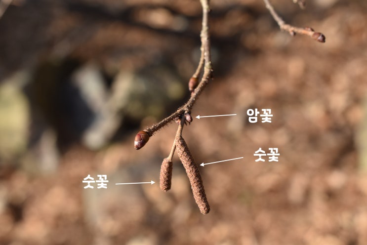  겨울에 본 개암나무,수꽃,암꽃,열매