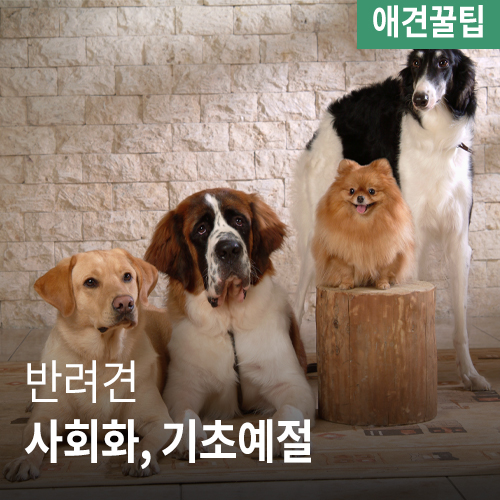  [애견꿀팁] 사회화, 기초예절