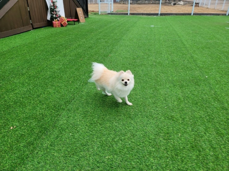  분당판교애견유치원:) 라드독