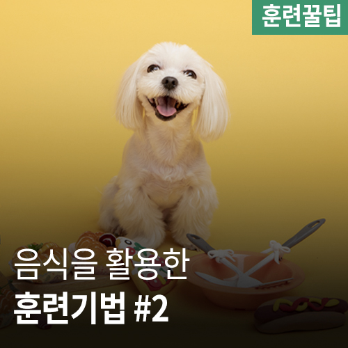  음식으로 유혹하고 보상하는 훈련기법#2