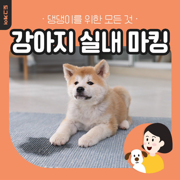  강아지 실내 마킹 이유? 해결법 도그케어