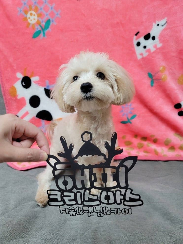  애견 동반 여행 펜션 리틀미코노스 - 선재도 가볼 만한 곳, 내돈내산 크리스마스 여행 & 말티푸 8개월 카이와 두 번째 여행