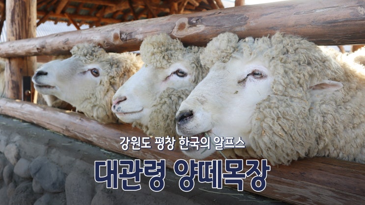 강원도 평창 한국의 알프스 '대관령 양떼목장' 강원도 평창 한국의 알프스 '대관령 양떼목장'