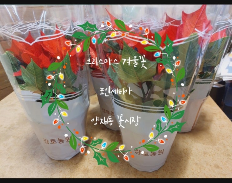 크리스마스 겨울꽃 포인세티아 | 양재동 꽃시장
