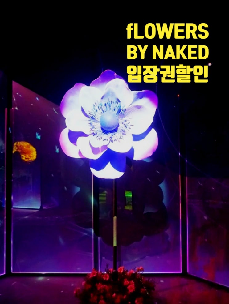 홍대놀거리 플라워바이네이키드 입장권 할인 정보, 주차는? 홍대놀거리 플라워바이네이키드 입장권 할인 정보, 주차는?