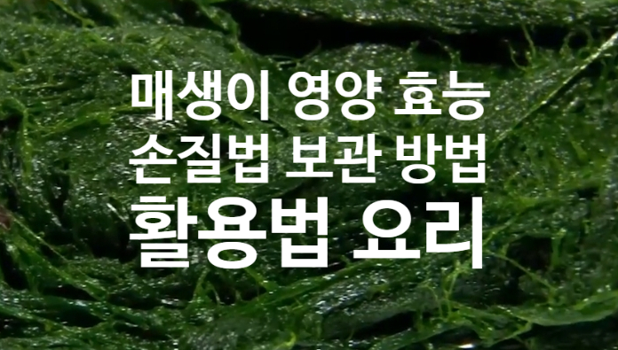 매생이 영양성분 효능(ft. 손질법 보관방법 활용법 요리) 연근 전 무침 경단 계란찜 만들기