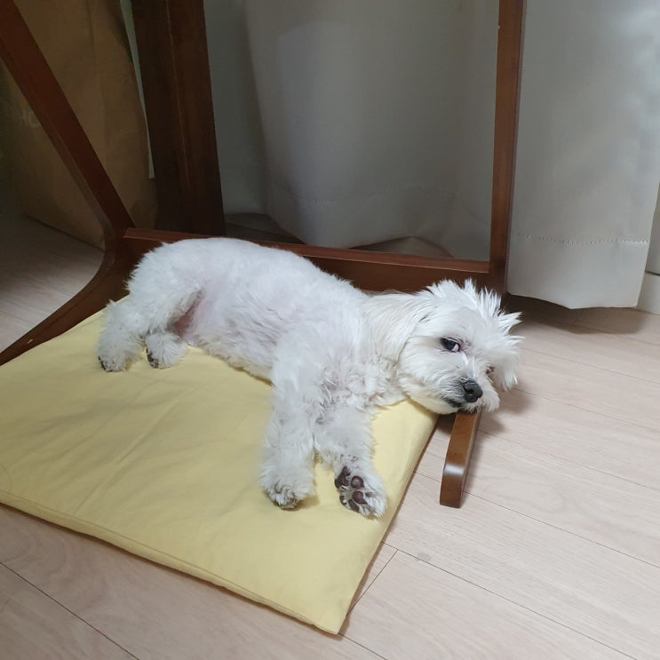  강아지 평균 수면시간 노견은?