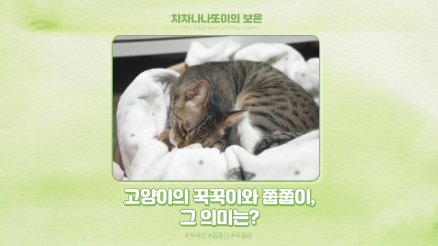  고양이 꾹꾹이와 쭙쭙이 하는 이유? 차차는 꾹쭙이 대마왕.