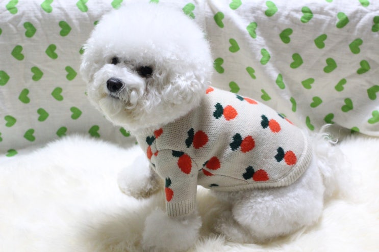  강아지니트 오니멍 에서 당근 니트 입고 겨울 산책해요