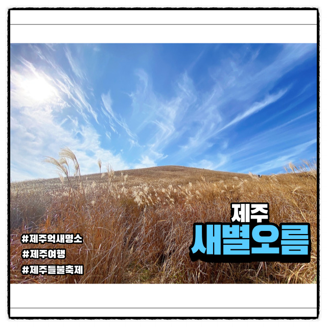  제주 억새 핫플 새별오름 겨울에도 좋은 코스